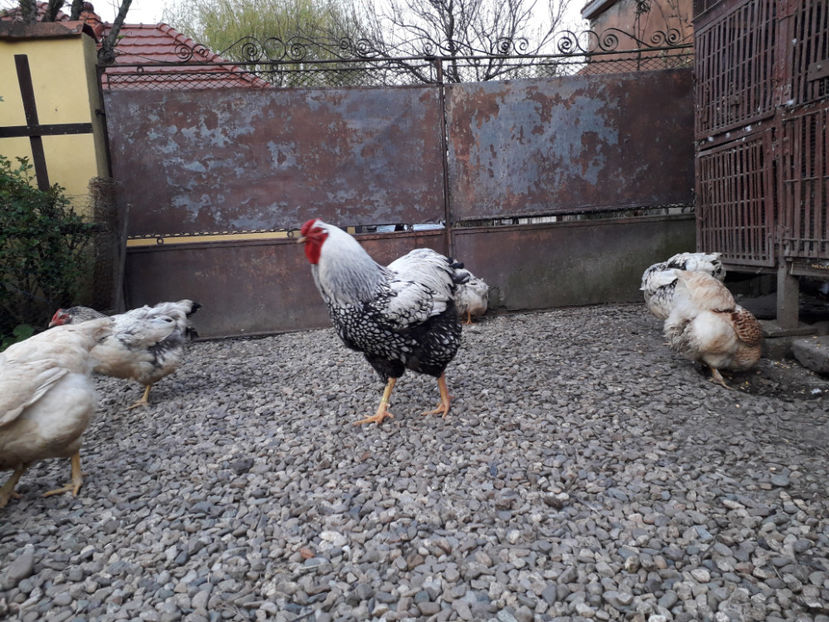  - 2 - MATCĂ I 2024 -