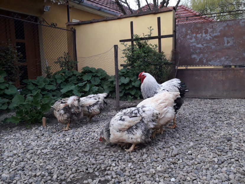  - 2 - MATCĂ I 2024 -