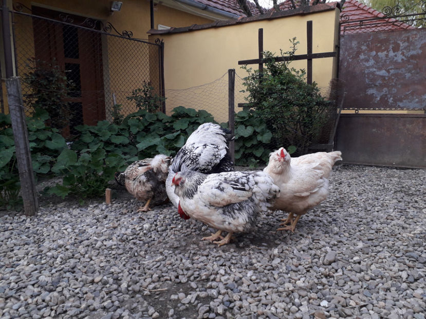  - 2 - MATCĂ I 2024 -