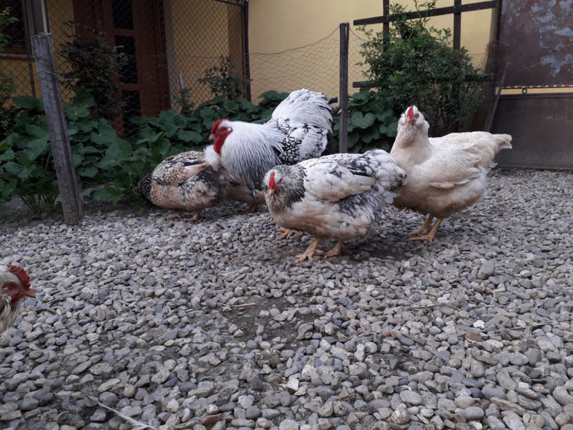  - 2 - MATCĂ I 2024 -