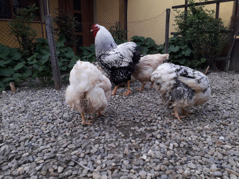  - 2 - MATCĂ I 2024 -