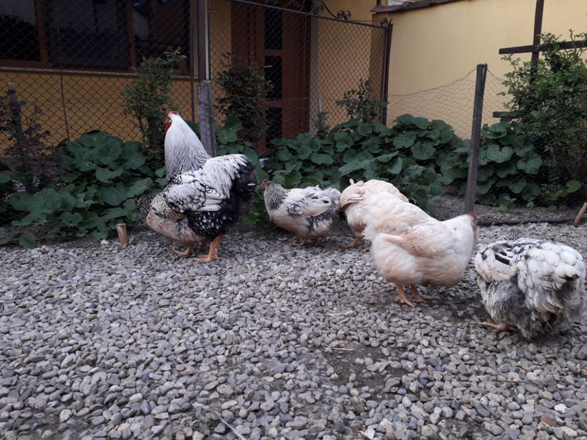  - 2 - MATCĂ I 2024 -