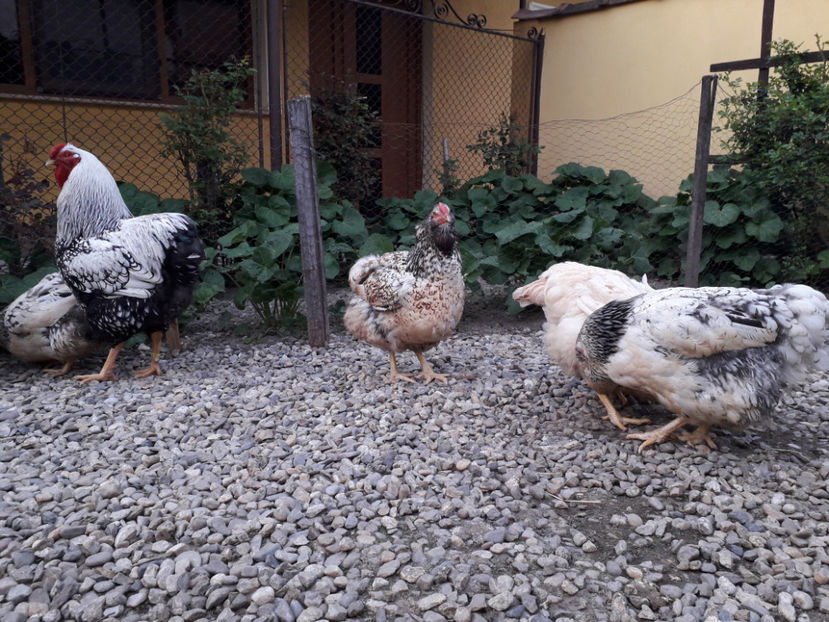  - 2 - MATCĂ I 2024 -