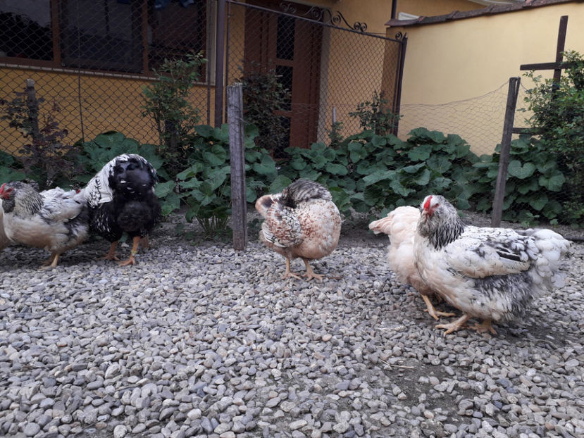  - 2 - MATCĂ I 2024 -