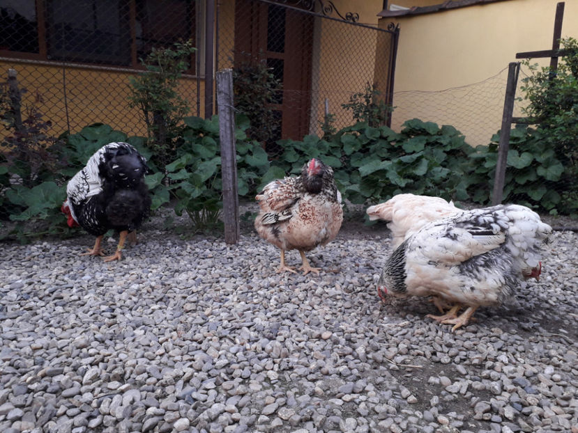  - 2 - MATCĂ I 2024 -