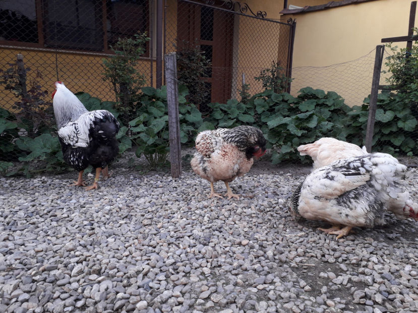  - 2 - MATCĂ I 2024 -