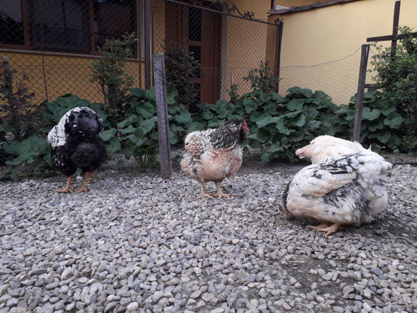  - 2 - MATCĂ I 2024 -