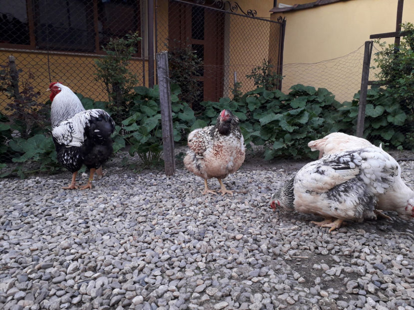  - 2 - MATCĂ I 2024 -