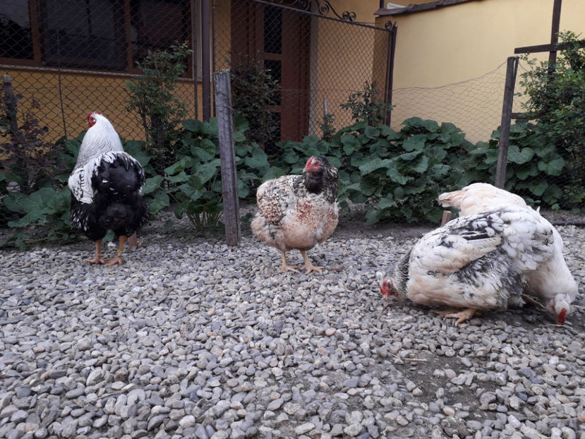  - 2 - MATCĂ I 2024 -