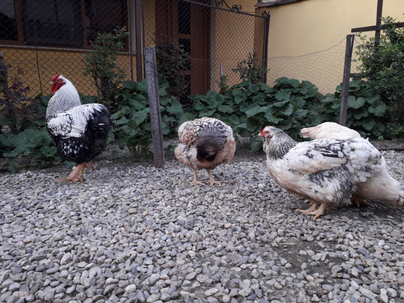  - 2 - MATCĂ I 2024 -