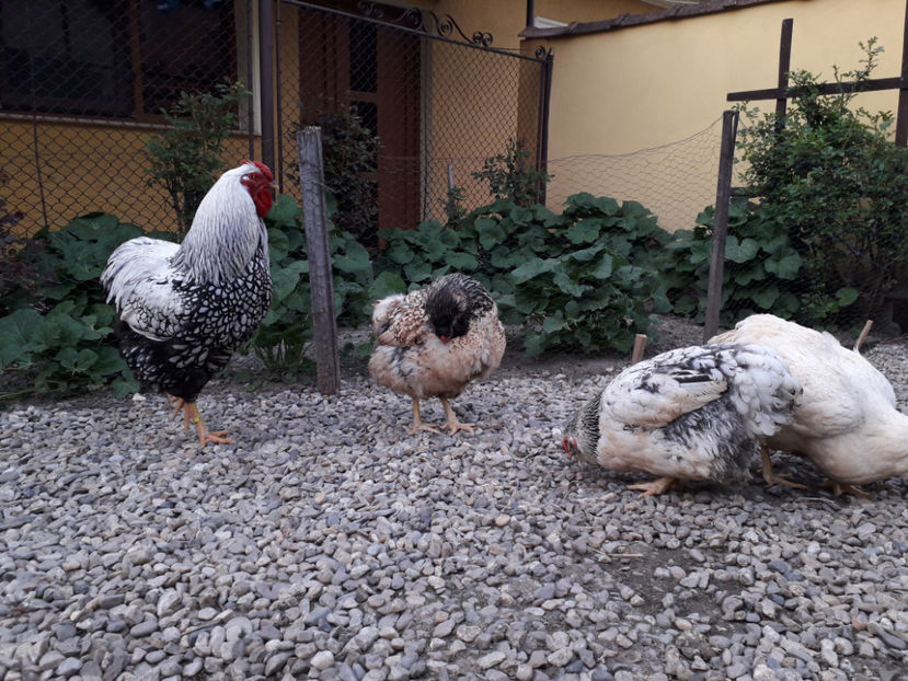  - 2 - MATCĂ I 2024 -