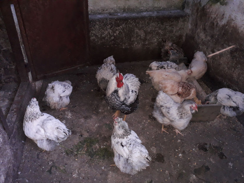  - 2 - MATCĂ I 2024 -