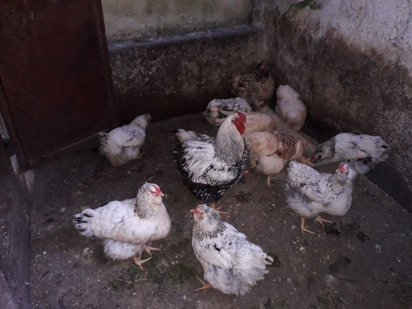  - 2 - MATCĂ I 2024 -