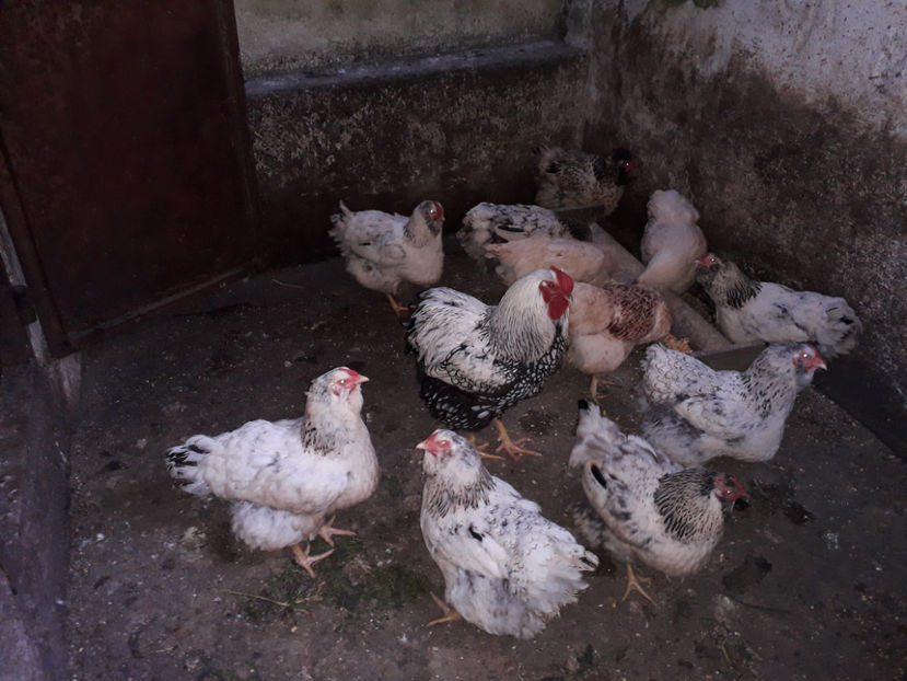  - 2 - MATCĂ I 2024 -