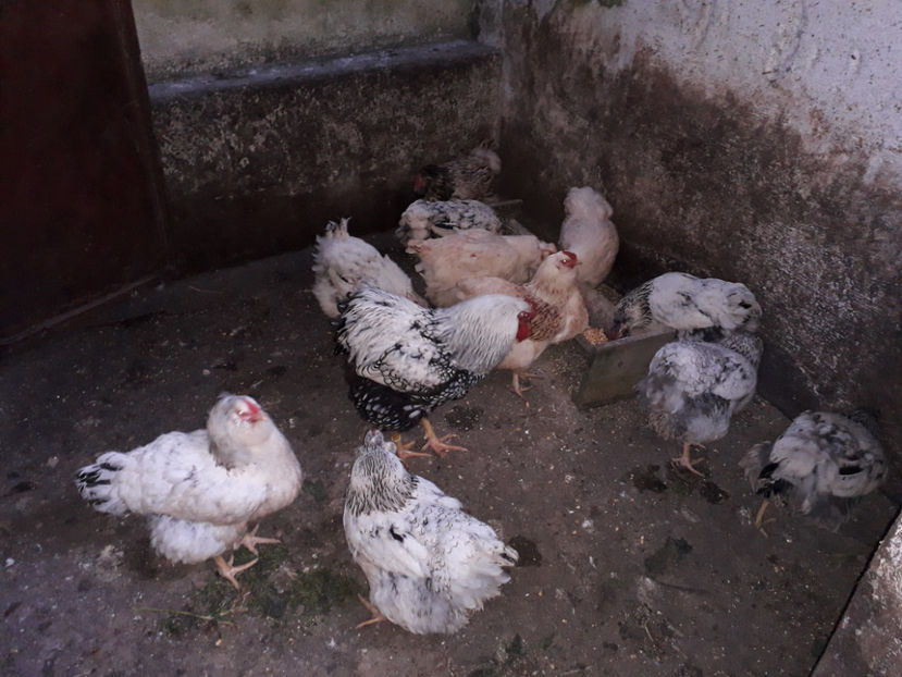  - 2 - MATCĂ I 2024 -