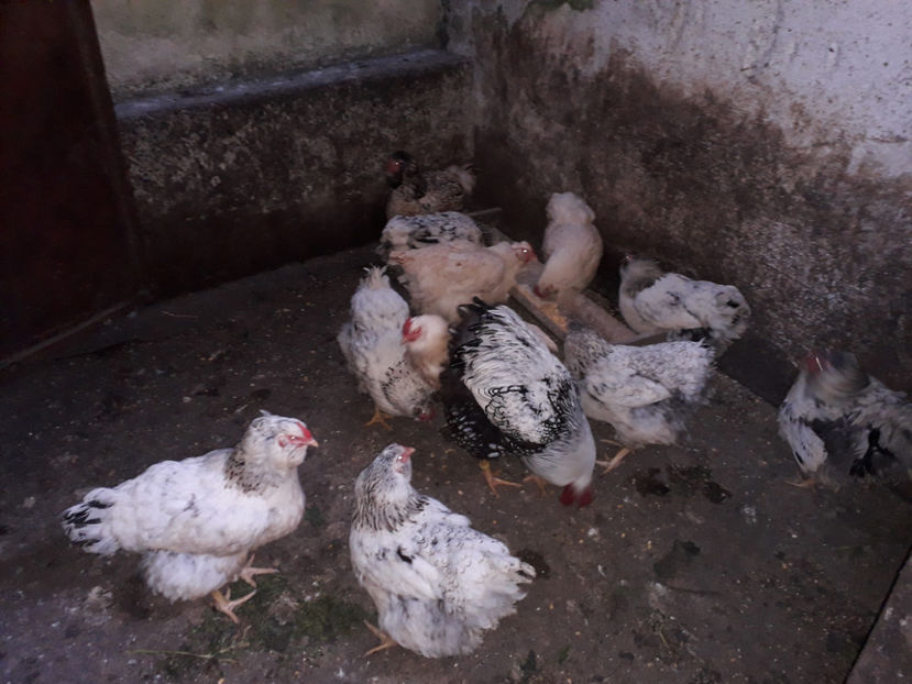  - 2 - MATCĂ I 2024 -