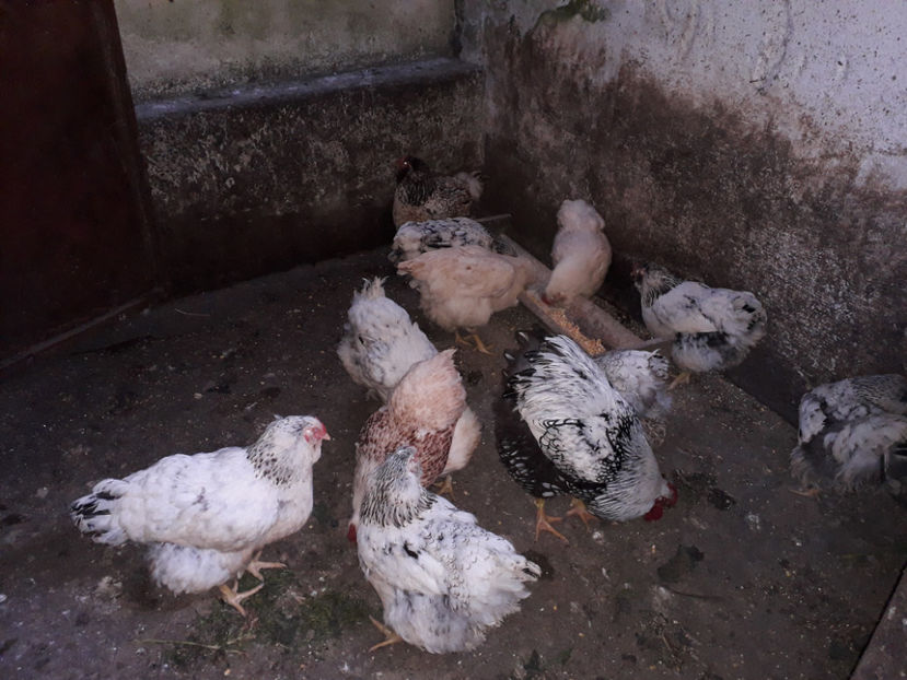  - 2 - MATCĂ I 2024 -