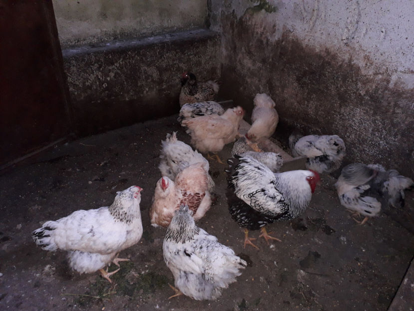  - 2 - MATCĂ I 2024 -