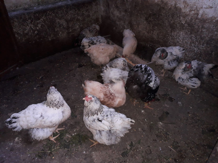  - 2 - MATCĂ I 2024 -