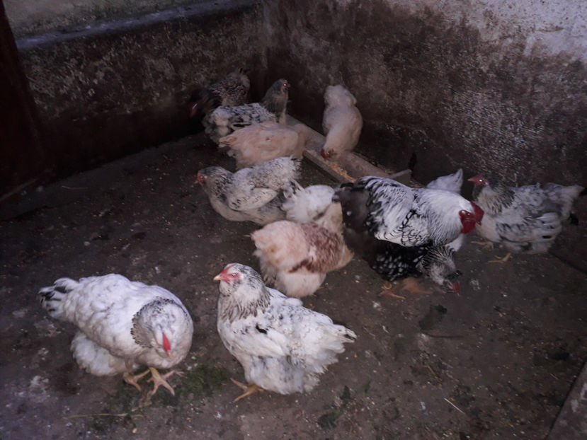  - 2 - MATCĂ I 2024 -