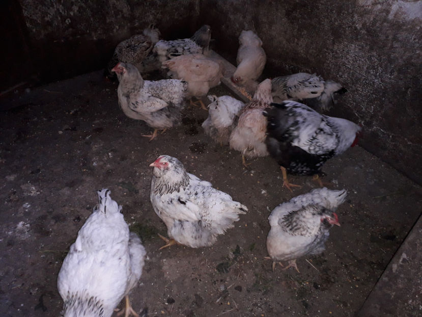  - 2 - MATCĂ I 2024 -