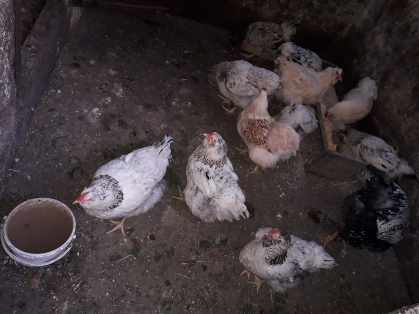  - 2 - MATCĂ I 2024 -