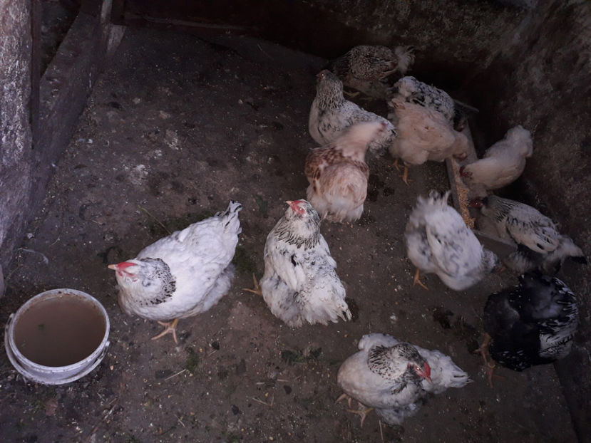  - 2 - MATCĂ I 2024 -