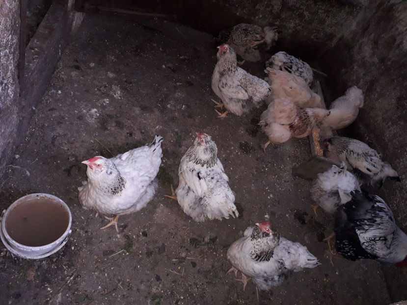  - 2 - MATCĂ I 2024 -