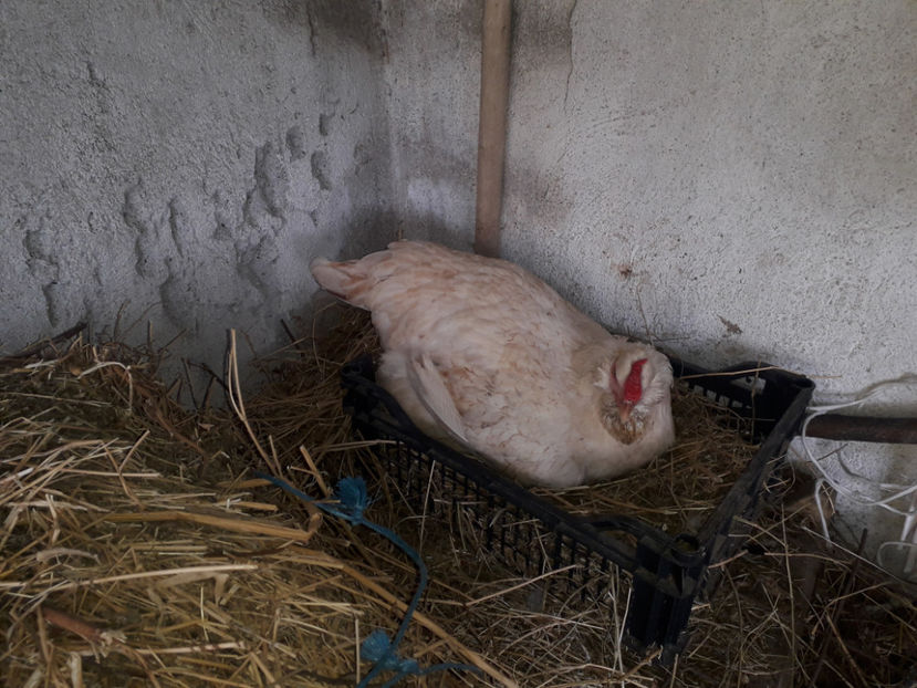  - 2 - MATCĂ I 2024 -