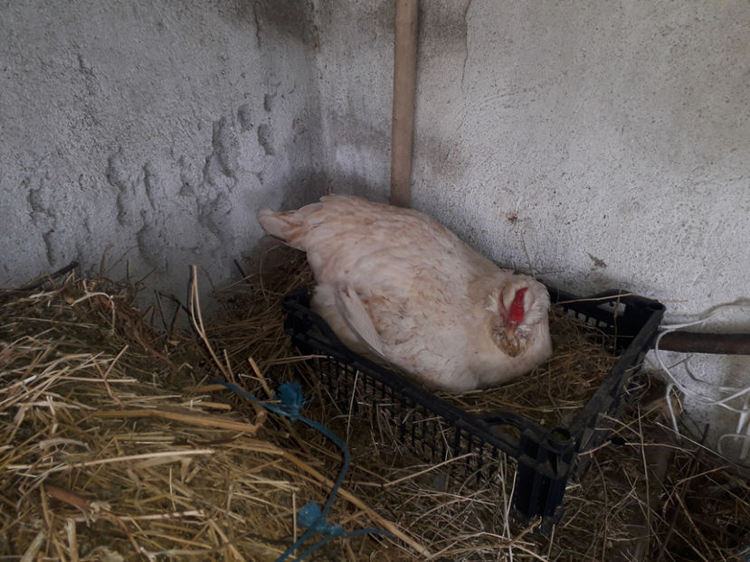  - 2 - MATCĂ I 2024 -