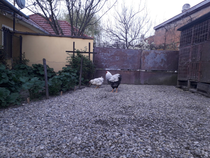  - 2 - MATCĂ I 2024 -