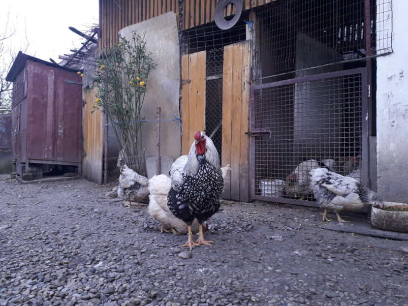  - 2 - MATCĂ I 2024 -