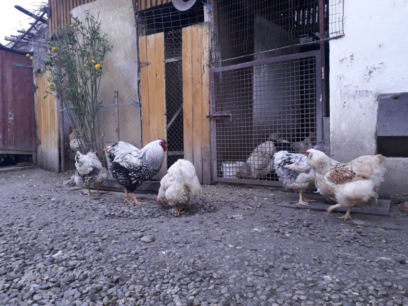  - 2 - MATCĂ I 2024 -