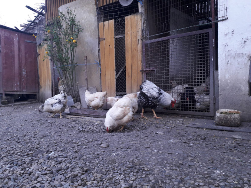  - 2 - MATCĂ I 2024 -