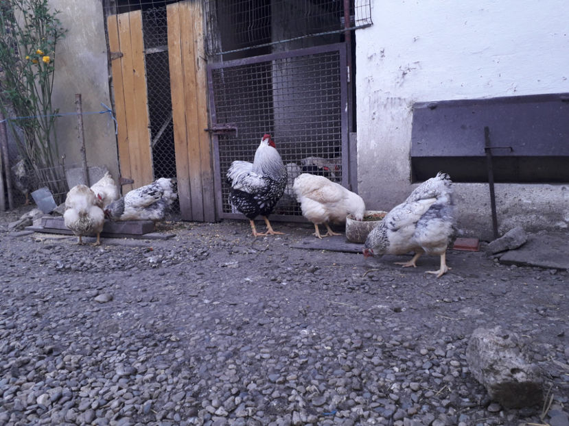  - 2 - MATCĂ I 2024 -