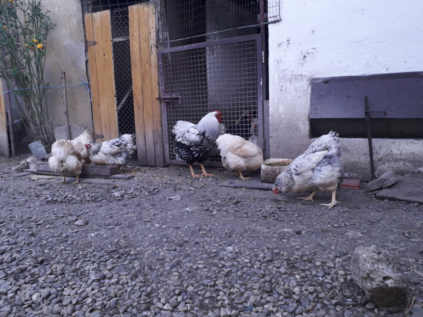  - 2 - MATCĂ I 2024 -