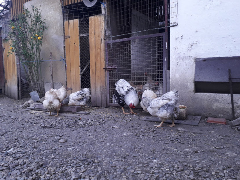  - 2 - MATCĂ I 2024 -