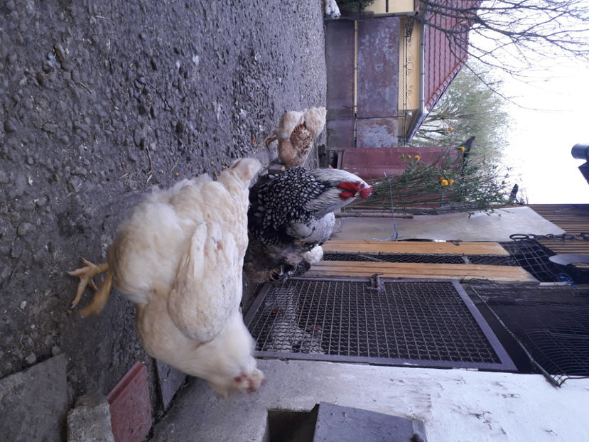  - 2 - MATCĂ I 2024 -