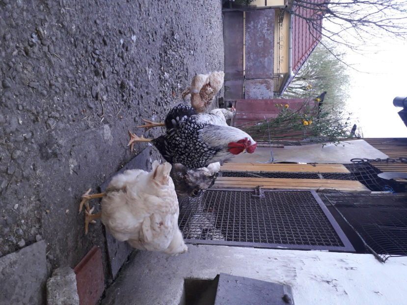  - 2 - MATCĂ I 2024 -