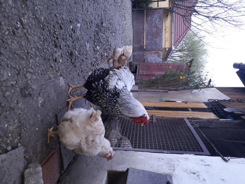  - 2 - MATCĂ I 2024 -