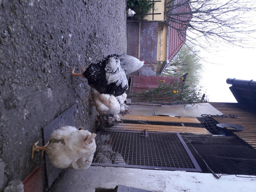  - 2 - MATCĂ I 2024 -