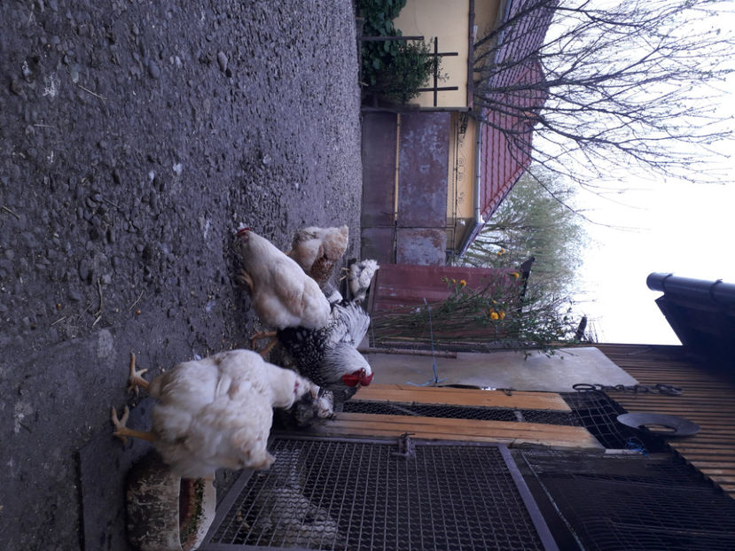  - 2 - MATCĂ I 2024 -