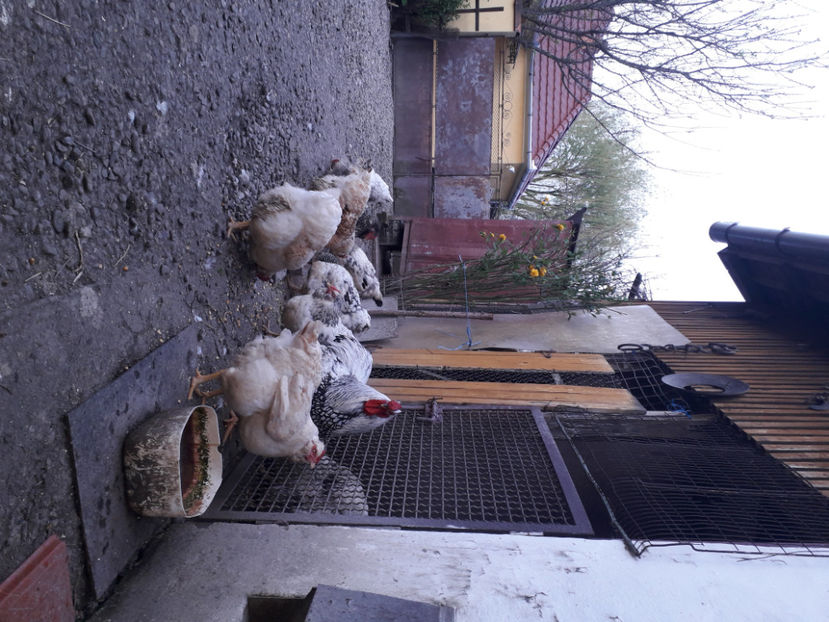  - 2 - MATCĂ I 2024 -