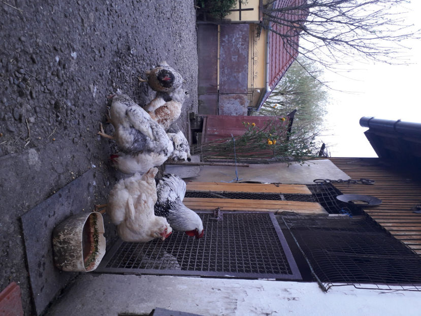  - 2 - MATCĂ I 2024 -