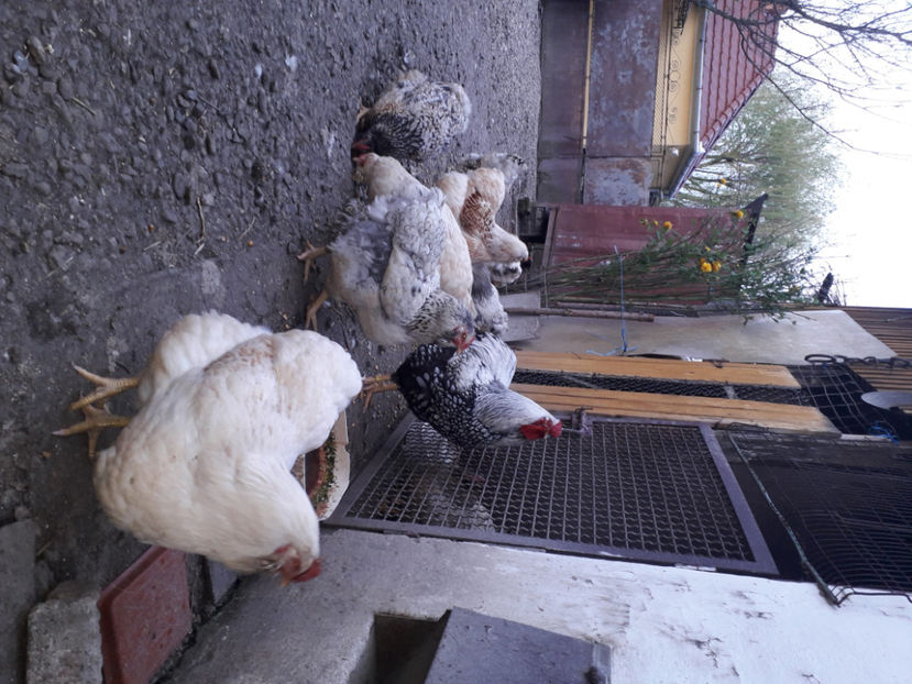  - 2 - MATCĂ I 2024 -