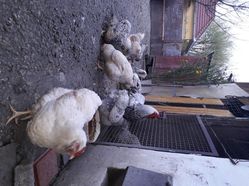  - 2 - MATCĂ I 2024 -