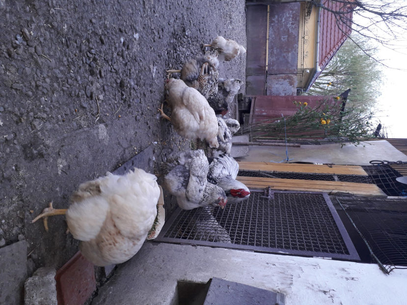  - 2 - MATCĂ I 2024 -