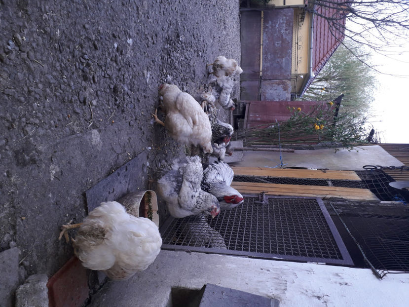  - 2 - MATCĂ I 2024 -