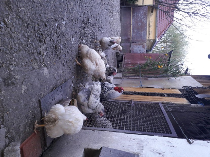  - 2 - MATCĂ I 2024 -