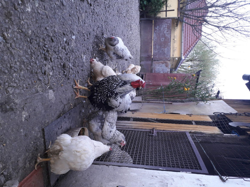  - 2 - MATCĂ I 2024 -